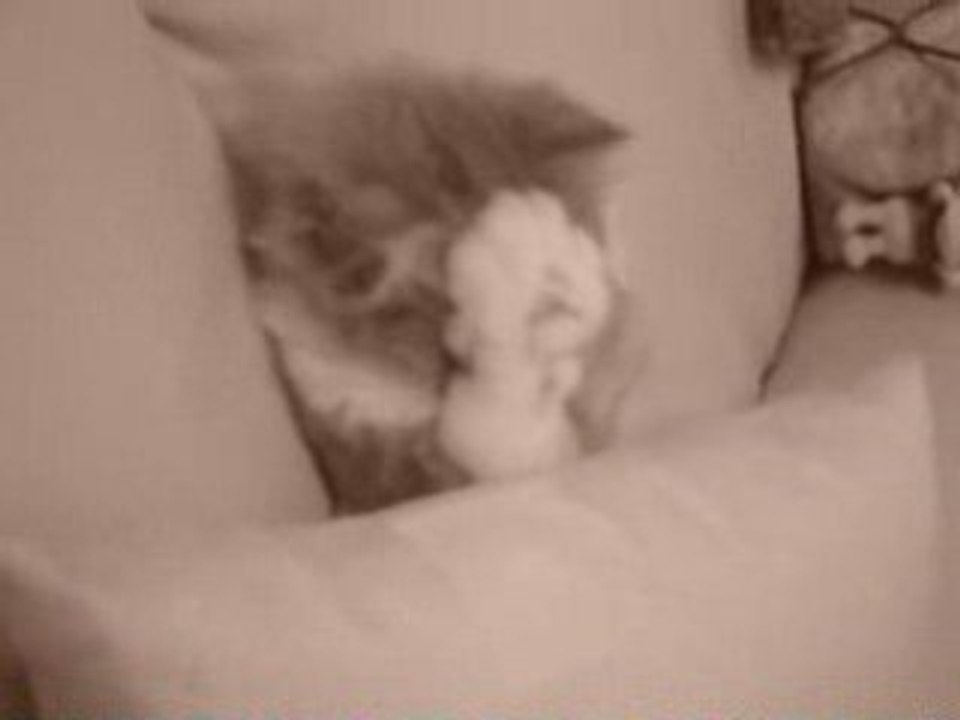 Le reveil du chat ...