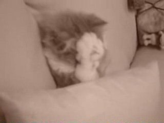 Le reveil du chat ...