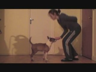 Luis clicker training suite