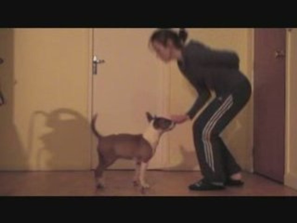 Luis clicker training suite