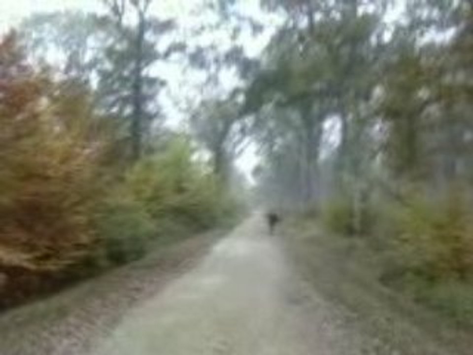 Arbre au bois