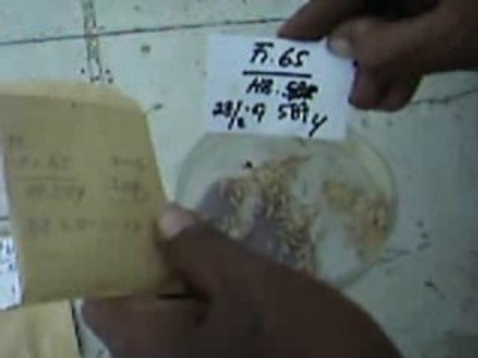 Beras hasil persilangan