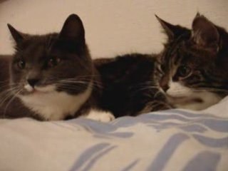 Разговор кошек