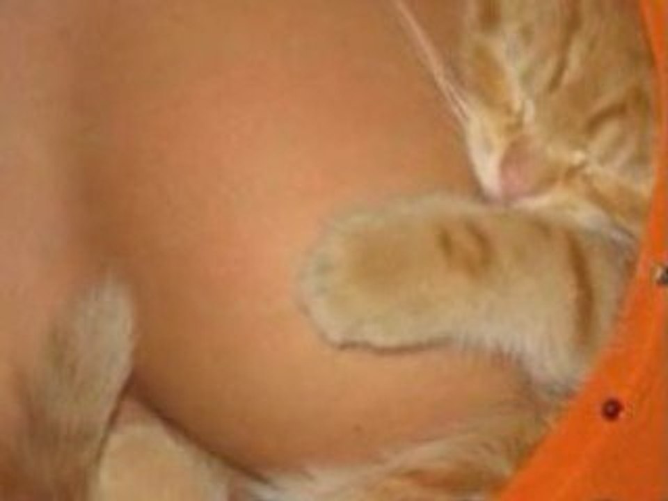 Funny  Cats and Kittens