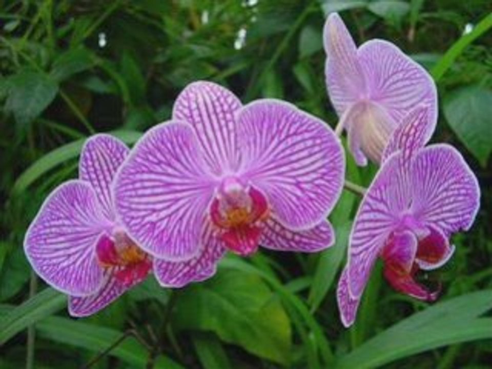 Les orchidées