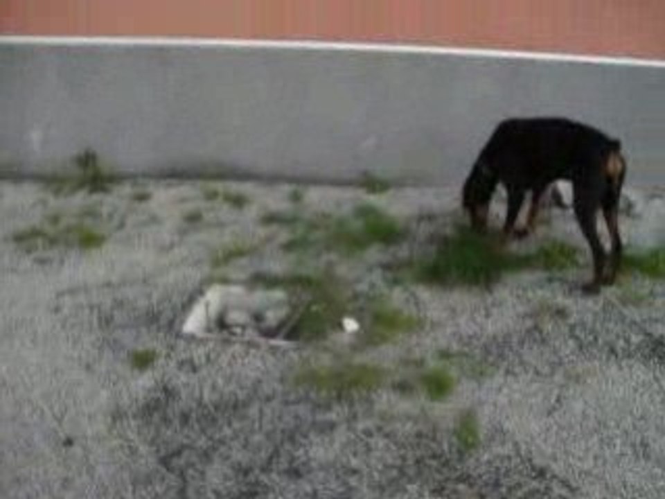 baccara hier apres midi