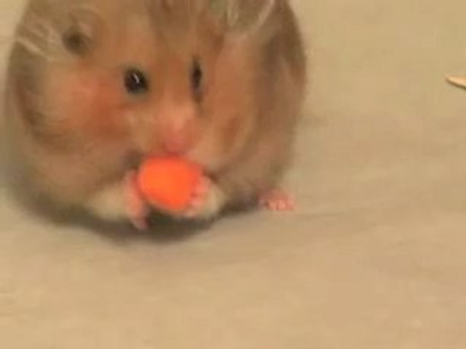 Hungry hamster