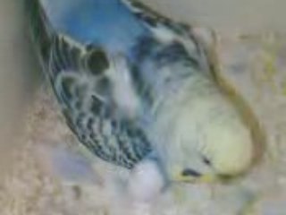 Femelle perruche ondulée au nid