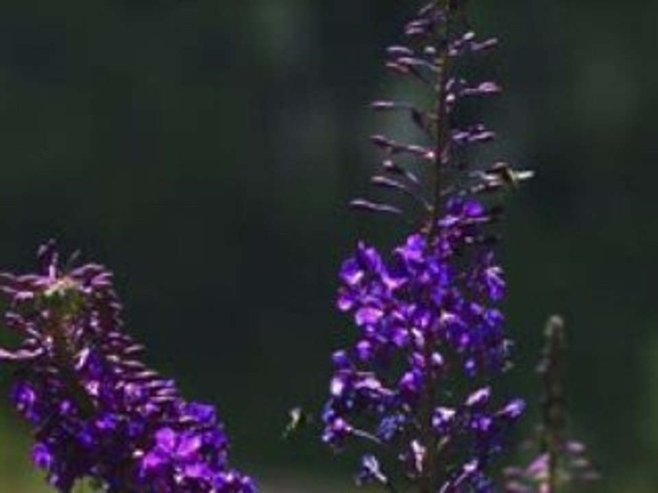 Time Lapse