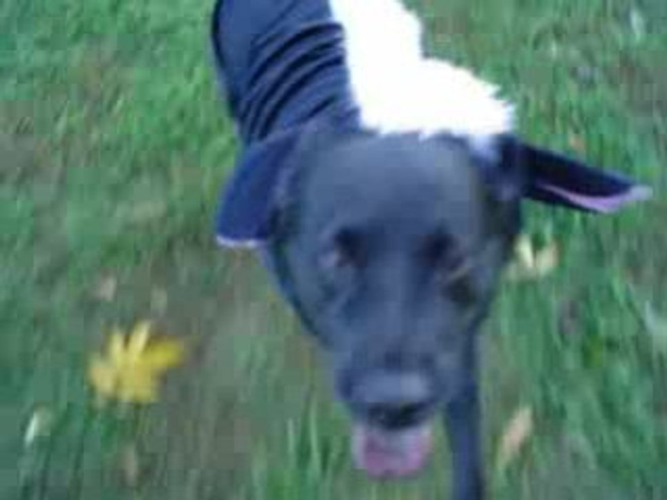 Roxy's costume