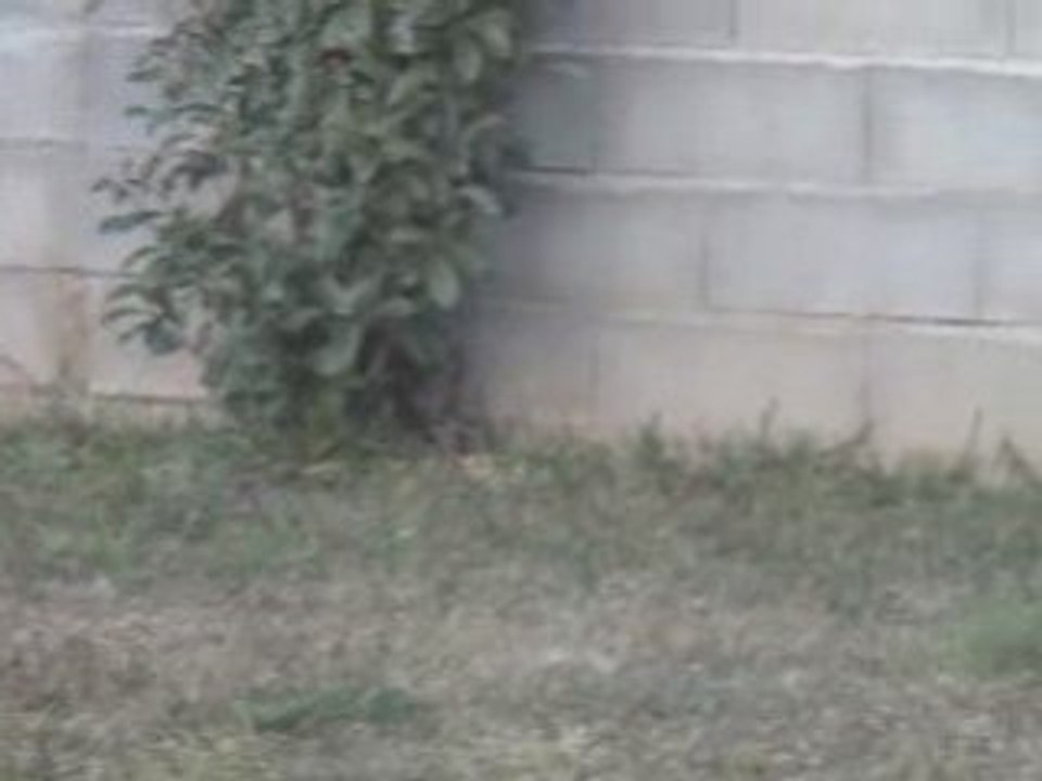 terrier du tibet