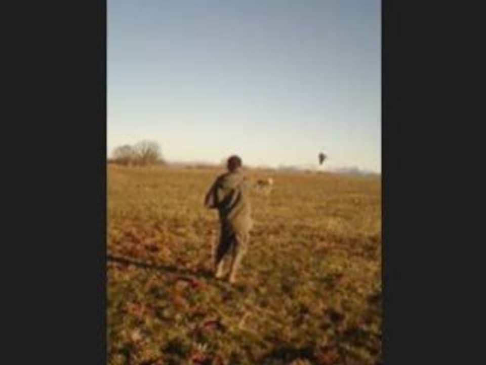 attaque d'un faucon sur leurre