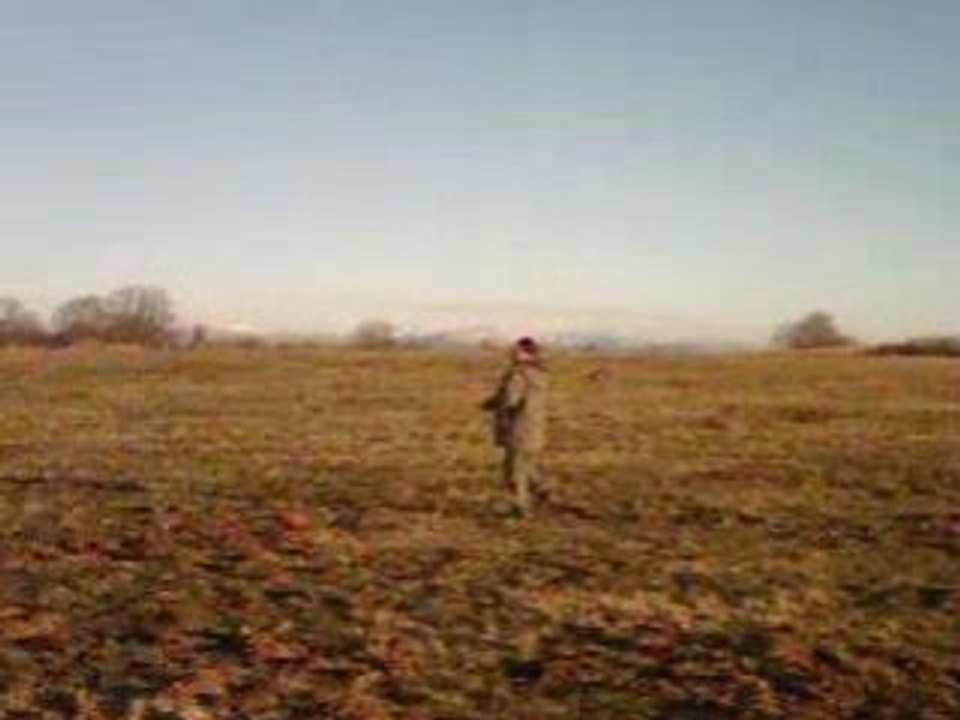 attaque d'un faucon sur leurre 2