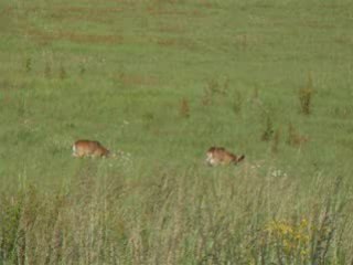 Mouflons de villac