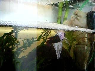 Betta splendens repro eaque