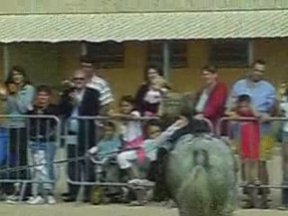 franck innocenti, cavaliers de la licorne voltige