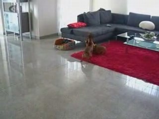 Bambi vs Olympe - curse of the dachshunds