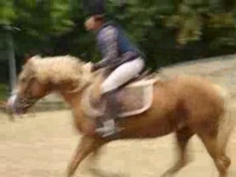 Cours de Saut d'Obstacle