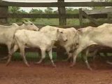 Lote L6 - 150 Vacas