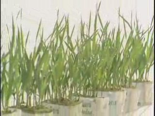 High Density Vertical Growth (HDVG) System