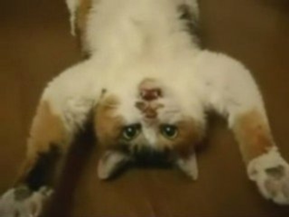 * Chat sur le dos**************
