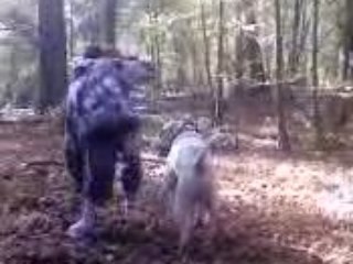 bud promenade chantilly 2008 (part 1)