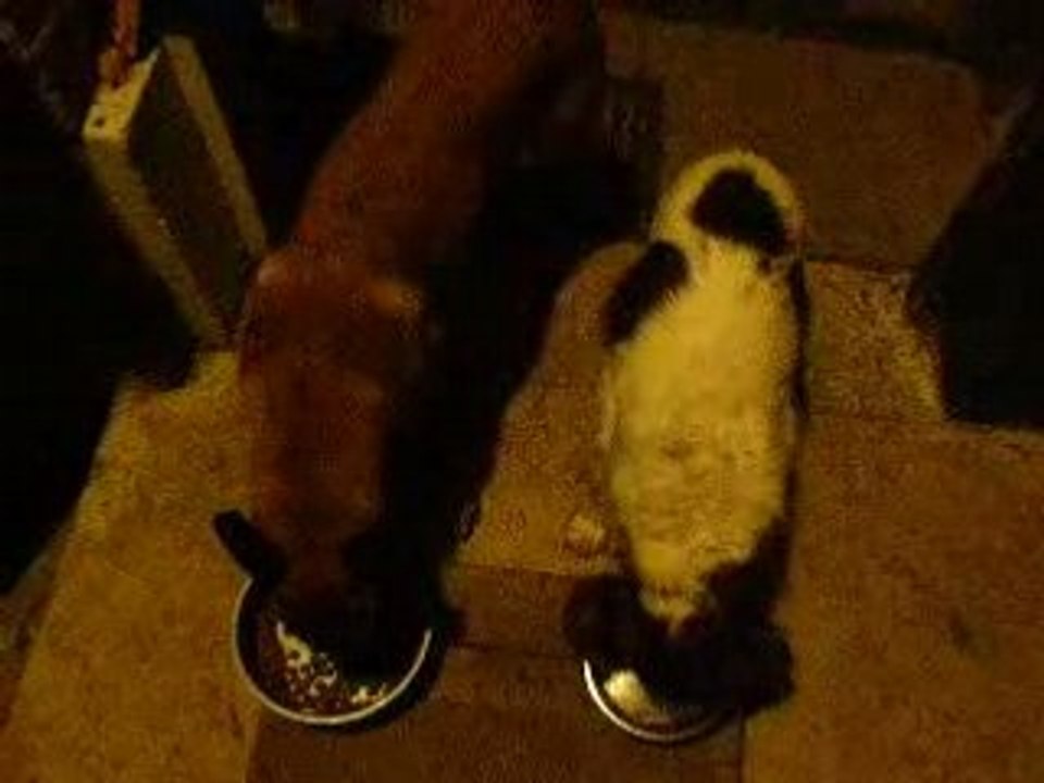 Mange