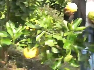 Colhendo Mexericas no pomar do Mauro Gibo