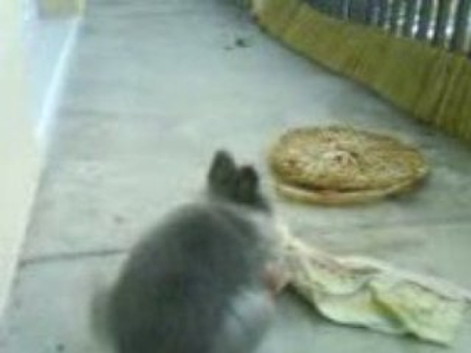 La dur vie de lapin (defoulage sur le balcon l'hiver)