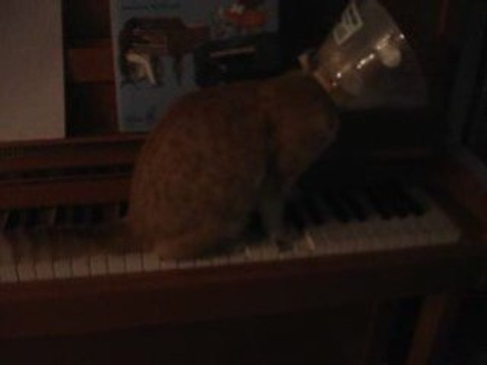 Chat Virtuose