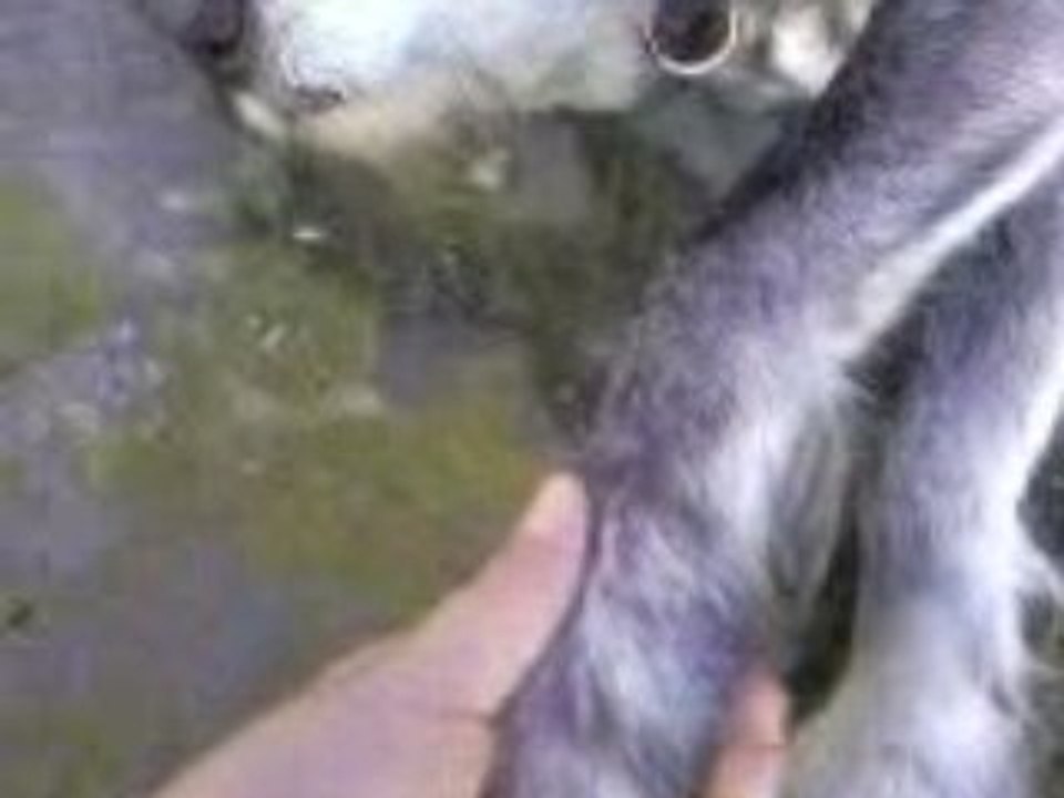 mon chien jimmy