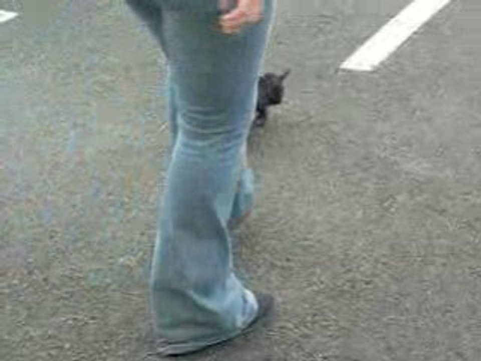 Première ballade en laisse!