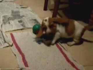 Doris bébé Basset Hound