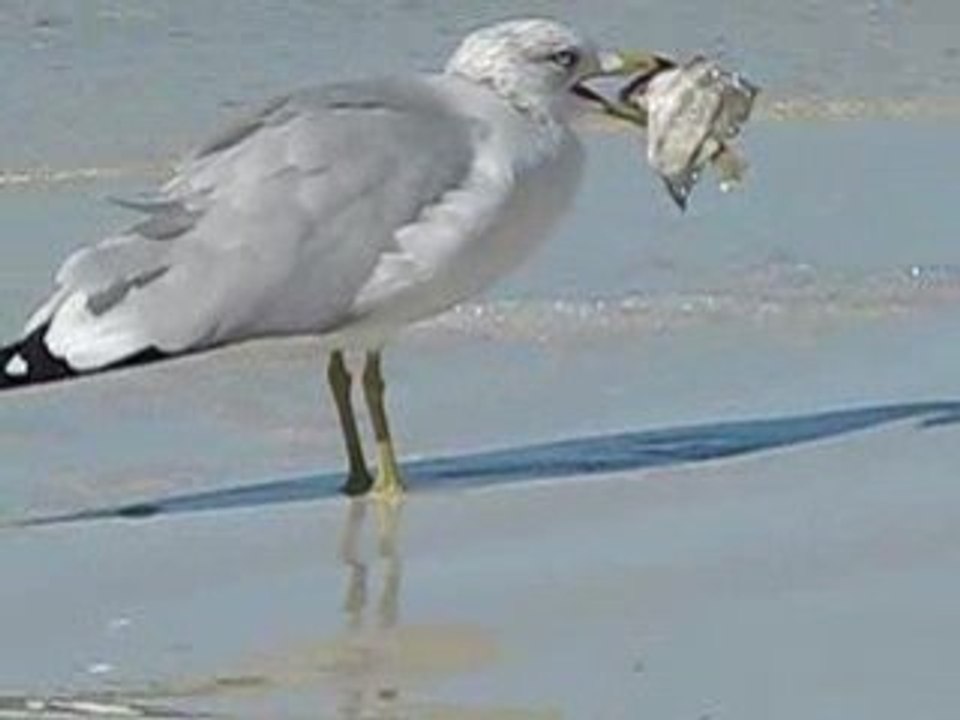 Clearwater Beach Segull at the Seashore eating a Fish ...