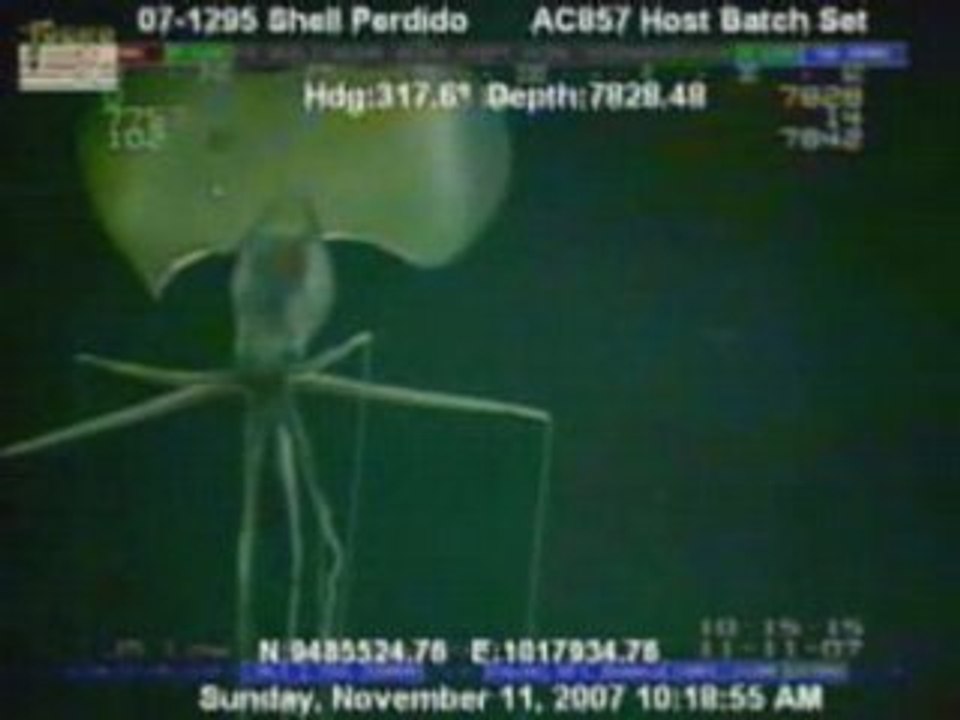 une étrange créature filmé au fond de l'océan