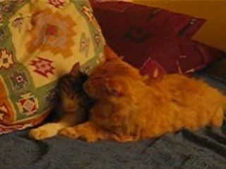 Je t'aime moi non plus...