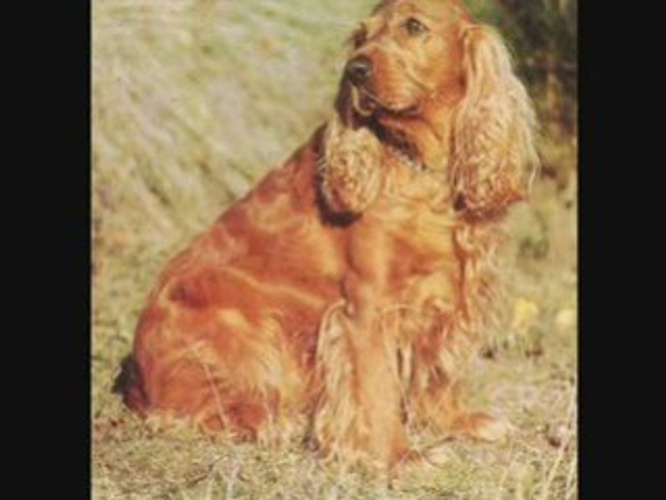 - raoul, pitbull, montage, humour, comique