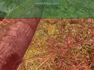 Les arbres sont méchant dans Crysis