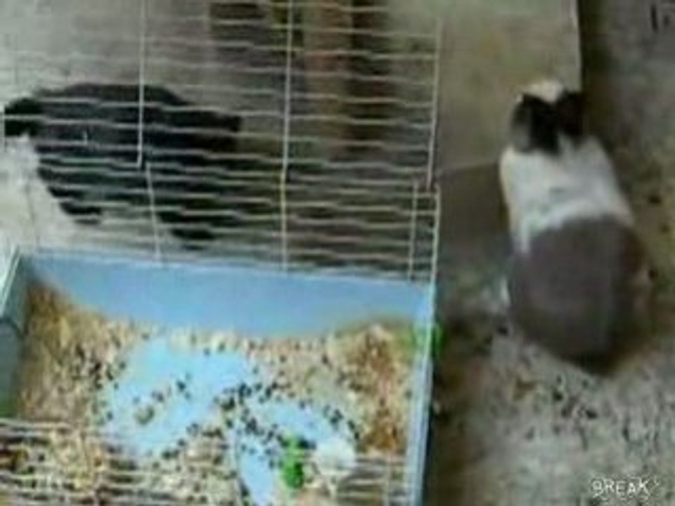 un lapin fait voir a un chat qu'il est le boss!mdr