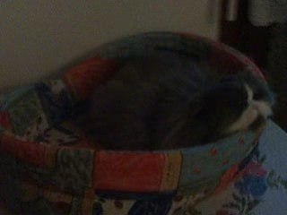 Pimousse dans son grand panier