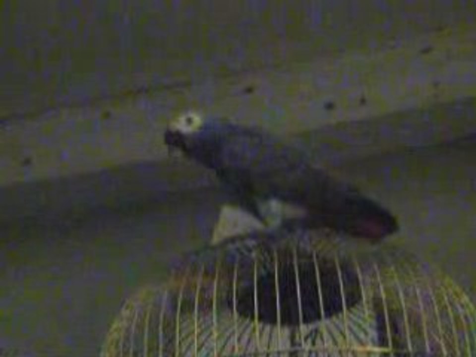 Bibiche gris du gabon chante Olivier Miller