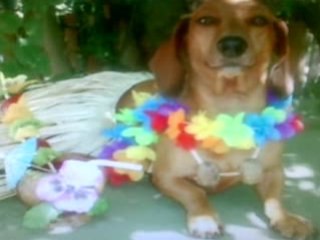 delire animaux et star