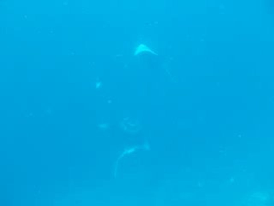 raie manta 1