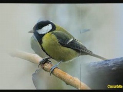 Mésanges charbonnières, bleues et noires
