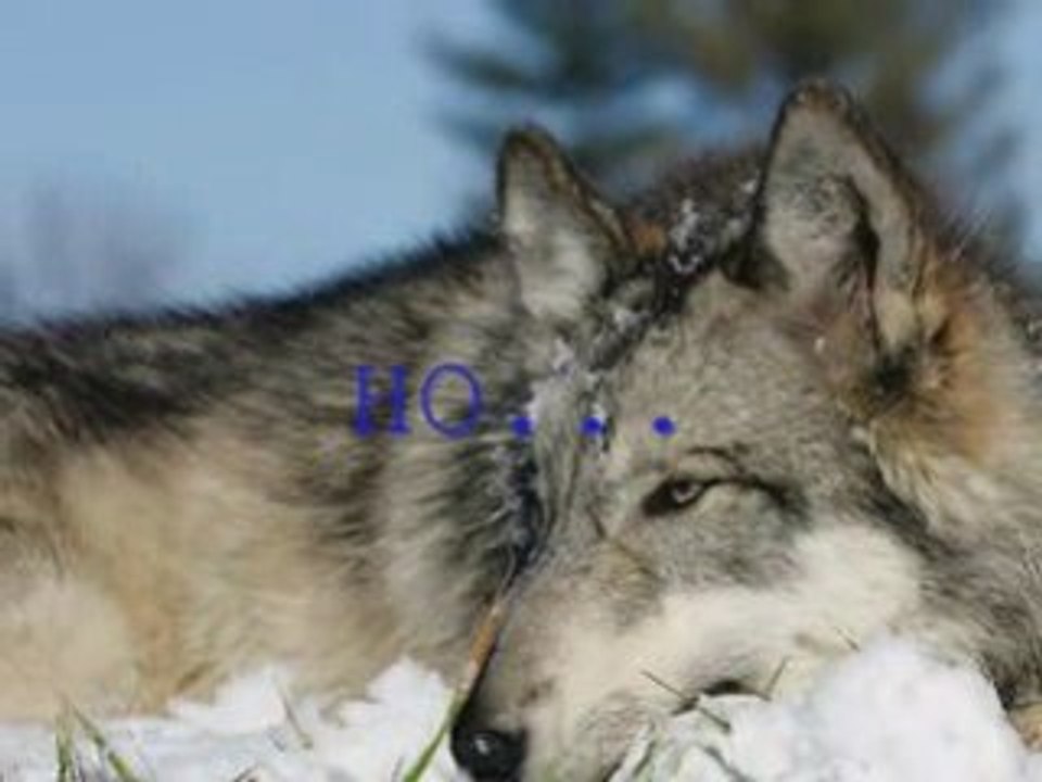 волки