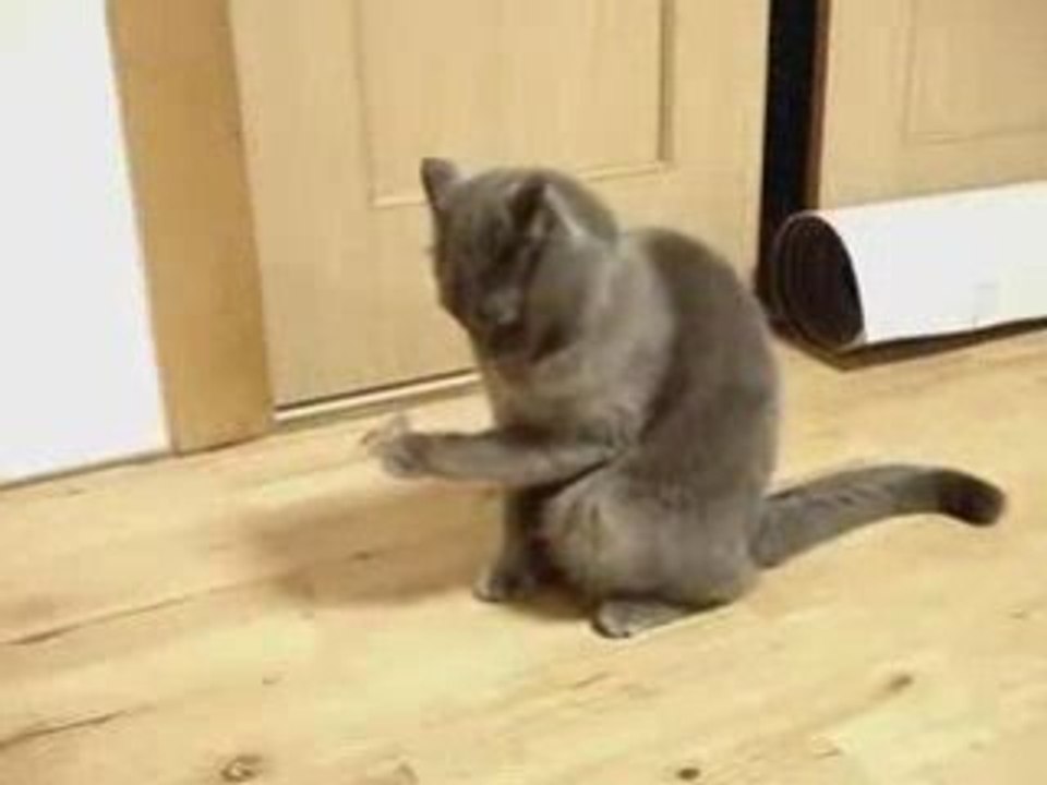 кот офигел
