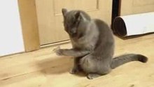 кот офигел
