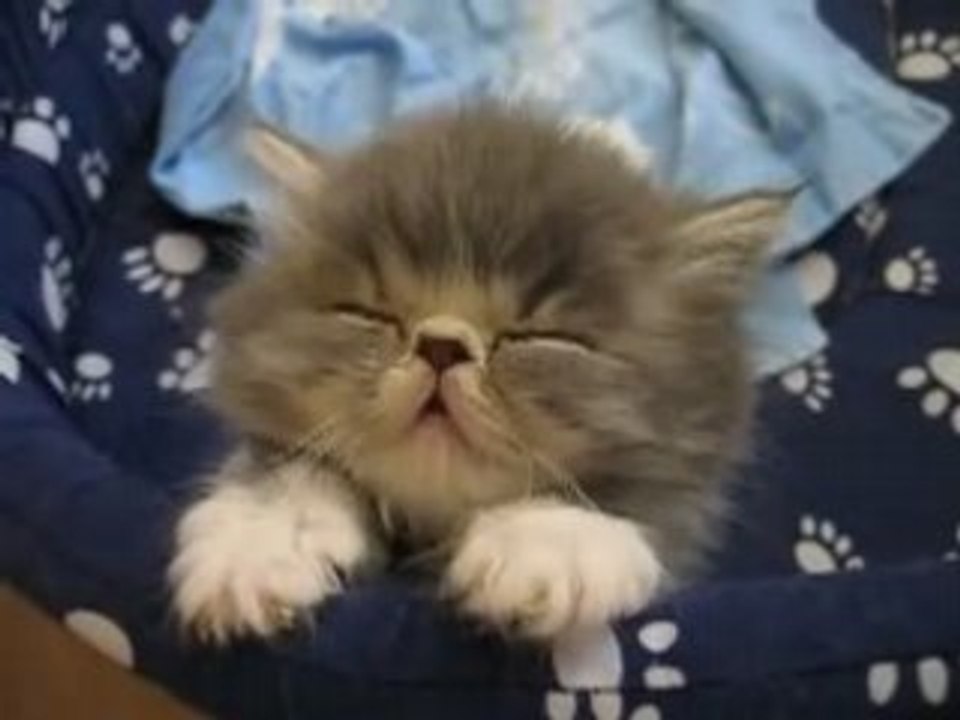 котик засыпает