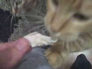 Cats Love Thanksgiving