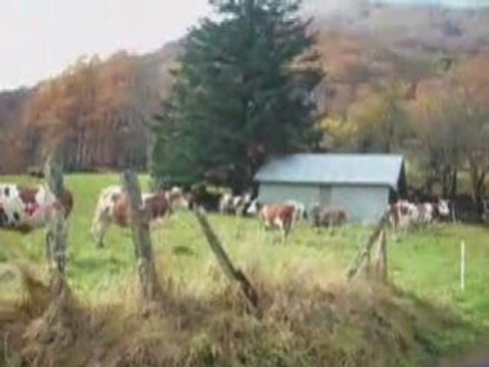 Au-revoir les vaches...